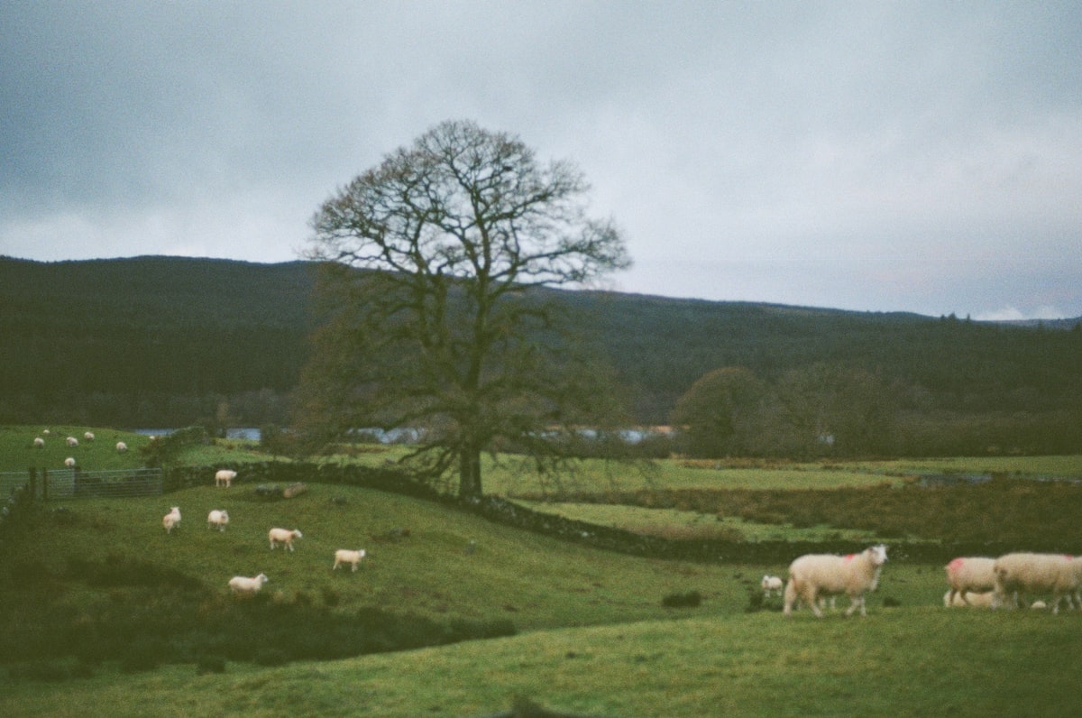 Tree-lined rural driveway